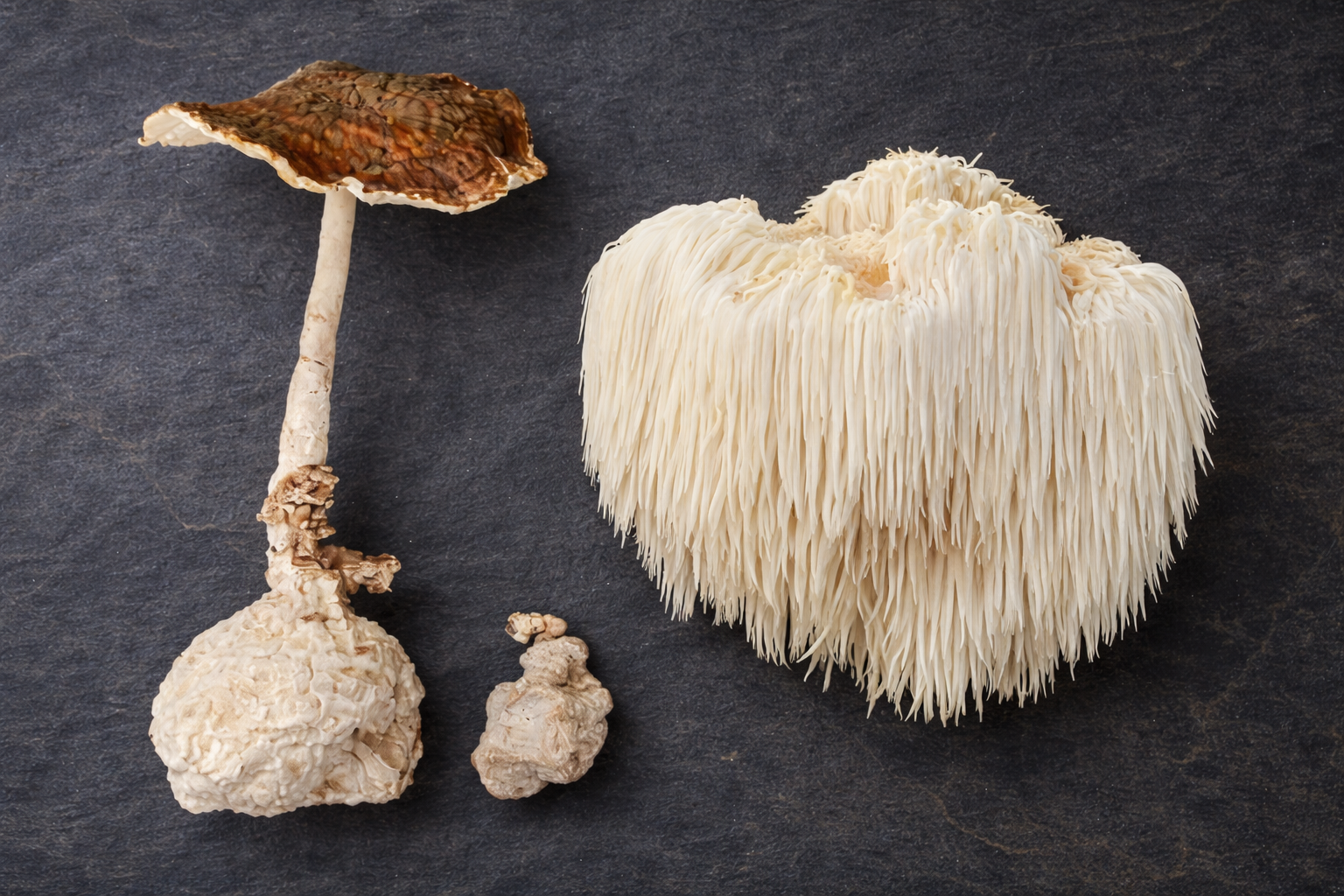 What Happens When You Combine Lion’s Mane and Tiger Milk Mushroom? The Ultimate NGF Stack