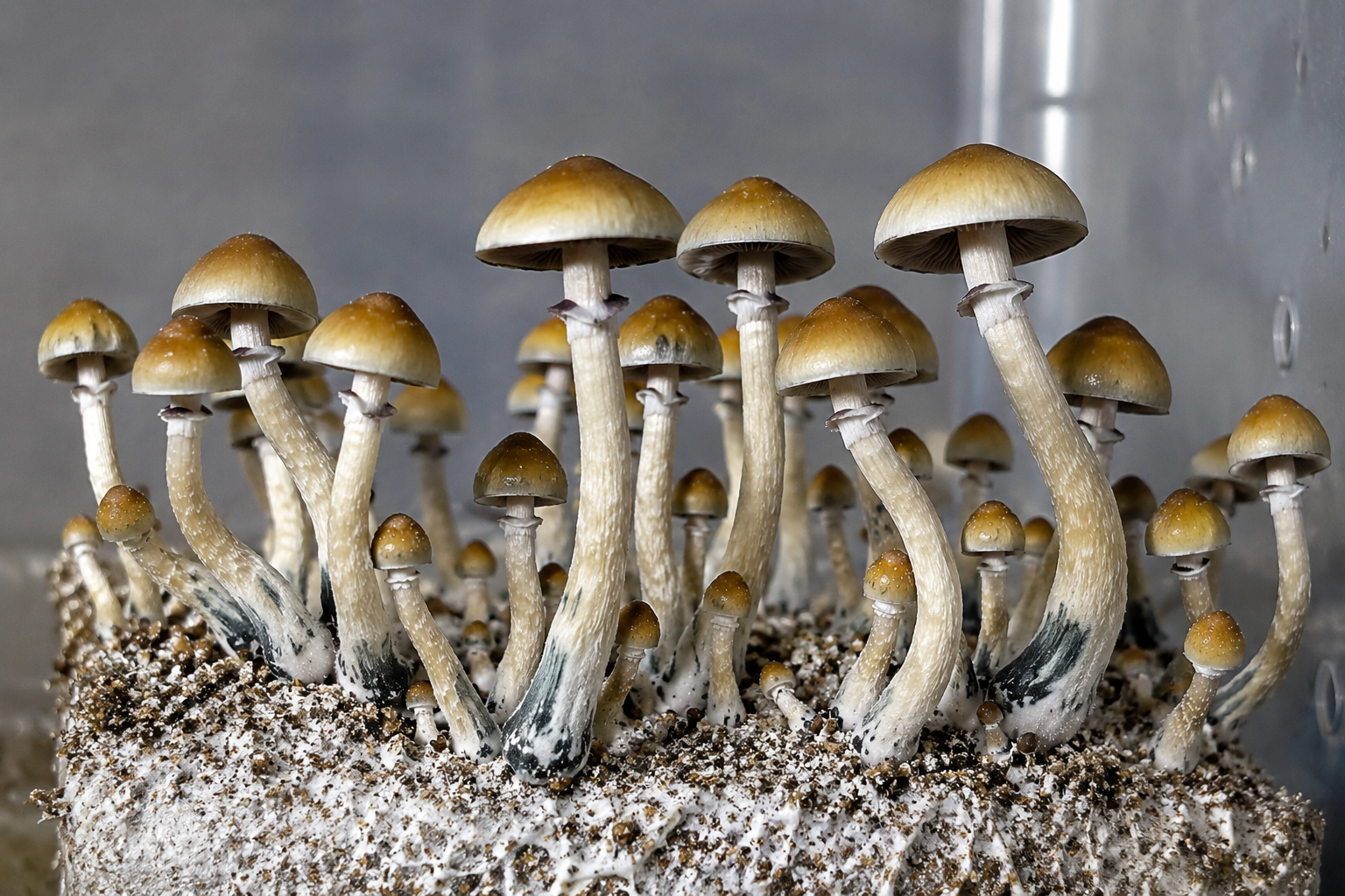 The Most Important Psilocybin Study Yet